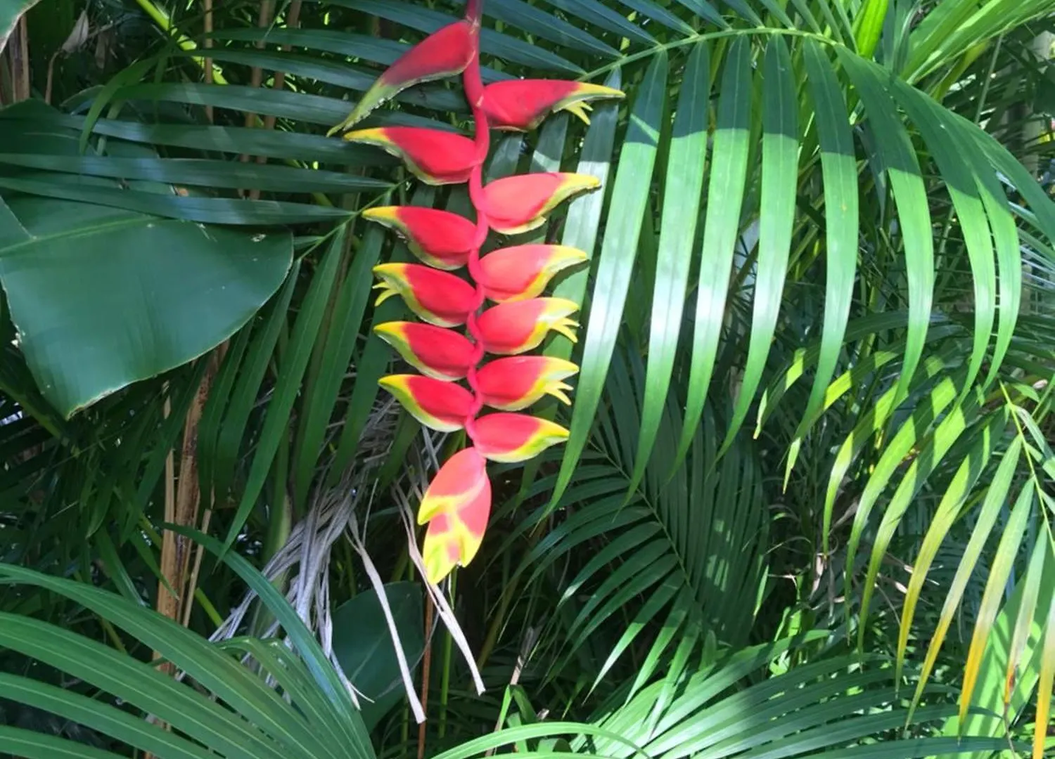 Villa Coco Caraibes Deshaies